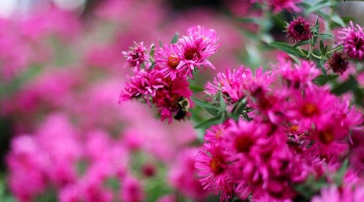 Cara Merawat Bunga dengan Baik dan Tahan Lama